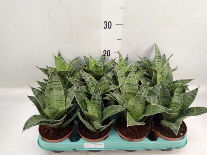 <h4>Sansevieria trifa. 'Hahnii'</h4>