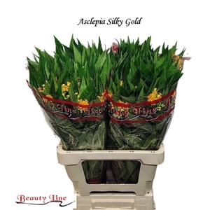 ASCL C SILKY GOLD