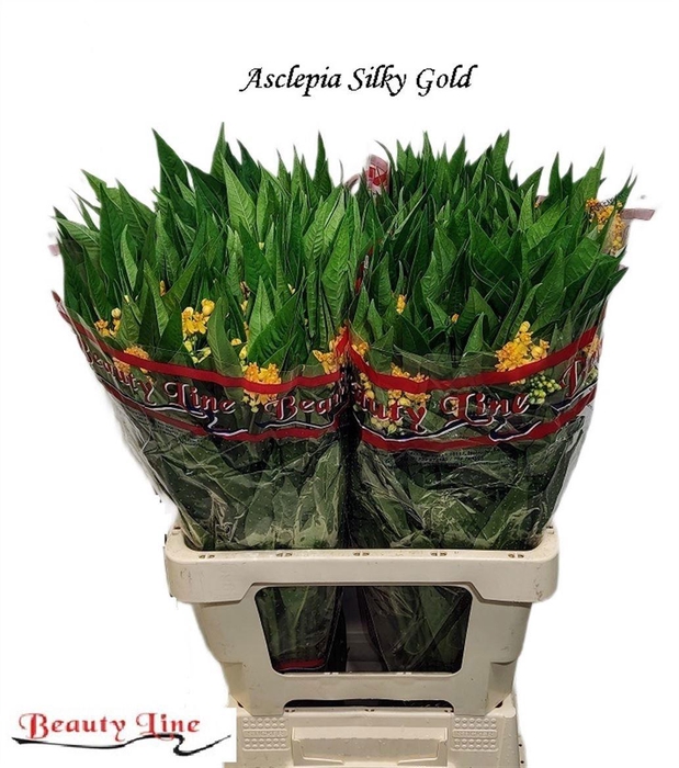 <h4>ASCL C SILKY GOLD</h4>