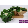 arr8 Pilea Peperomioides