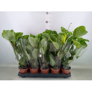 Maranta leuc. 'Fiesta'