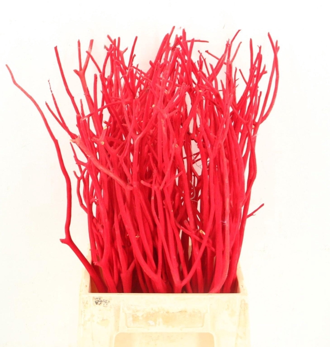 <h4>MITSUMATA H%</h4>