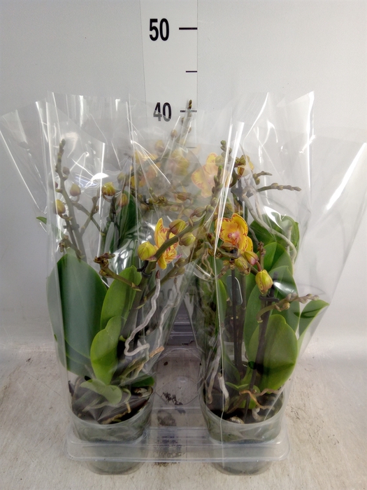 <h4>Phalaenopsis multi. 'Limpopo'</h4>