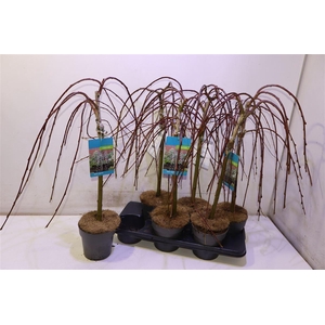 Salix Cap Kilmarnock