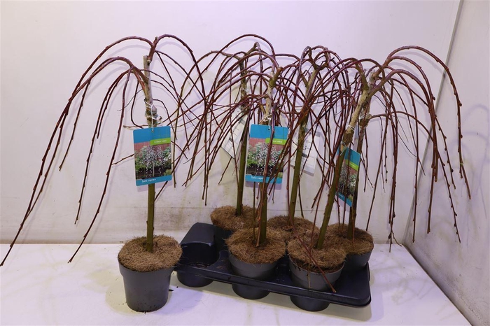 <h4>Salix Cap Kilmarnock</h4>