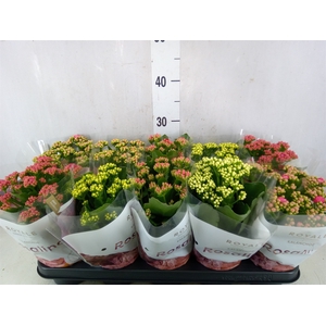 Kalanchoe blos. 'RoyalDon'   ..mix