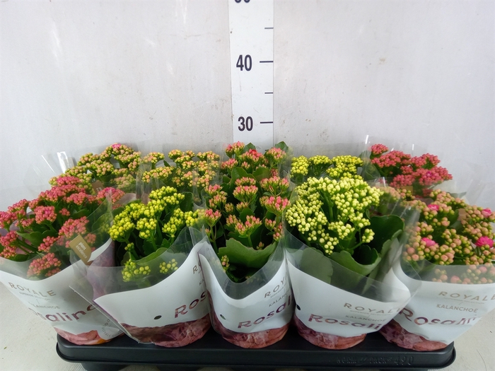 <h4>Kalanchoe blos. 'RoyalDon'   ..mix</h4>