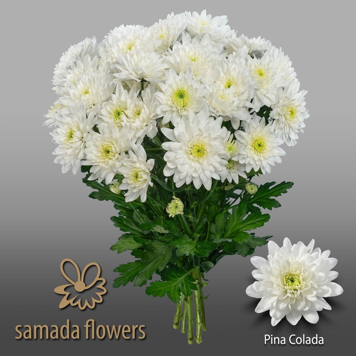 <h4>CHR T PINA COLADA</h4>