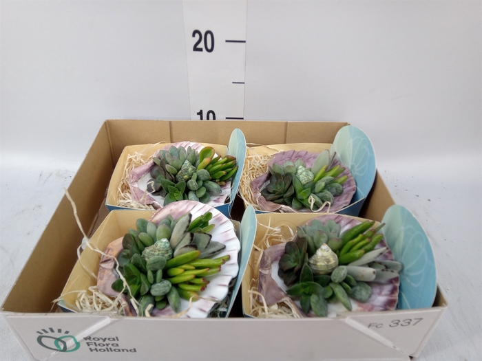 <h4>Planten  ..in schelp L%</h4>