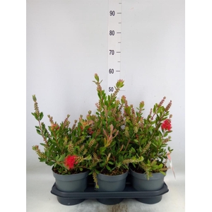 Callistemon citrinus