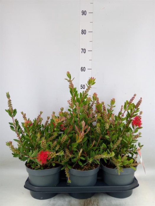 <h4>Callistemon citrinus</h4>