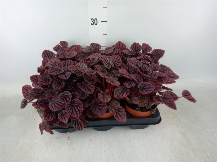 <h4>Peperomia caperata   ...</h4>