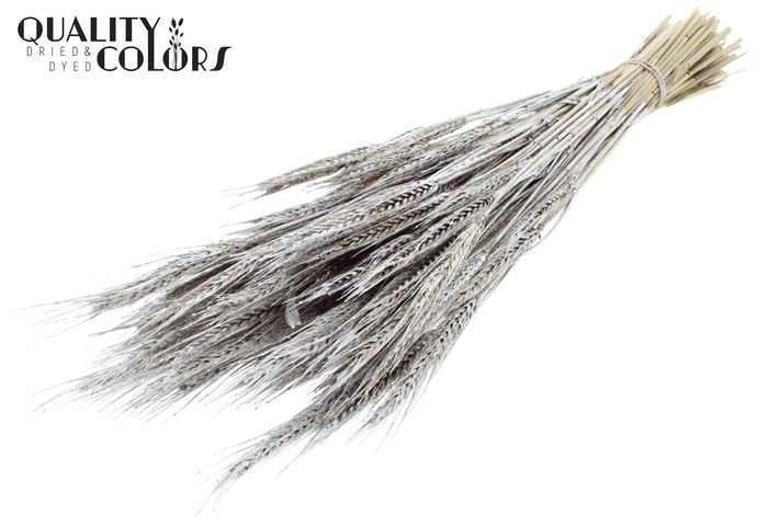 <h4>Triticale per bunch Platina + Glitter</h4>
