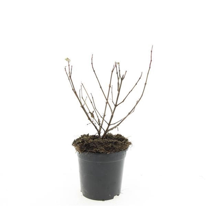 <h4>Fuchsia Mrs Popple</h4>