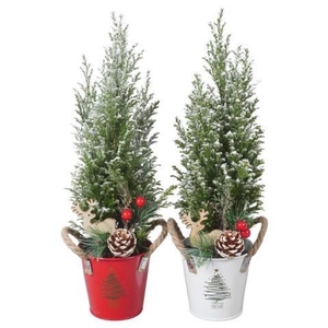 Cham Law Ellwoodii (PTK25174) Zink Pot + Deco