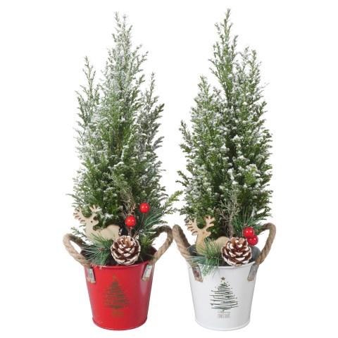 <h4>Cham Law Ellwoodii (PTK25174) Zink Pot + Deco</h4>