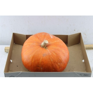 Cucurbita Ov Pompoen Oranje