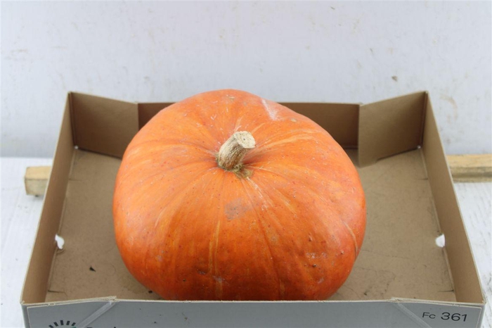 <h4>Cucurbita Ov Pompoen Oranje</h4>