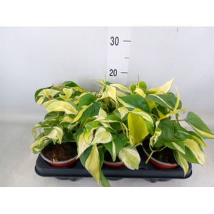 Philodendron scand.