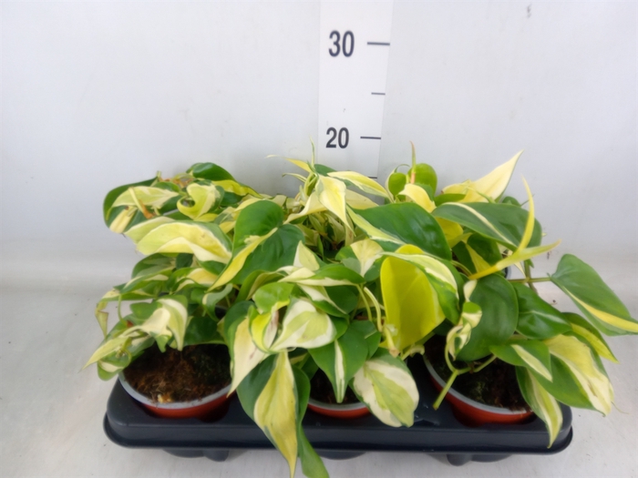 <h4>Philodendron scand.</h4>