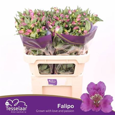 <h4>Alstr Falipo</h4>