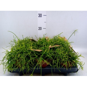 Rhipsalis baccifera 'Oasis'