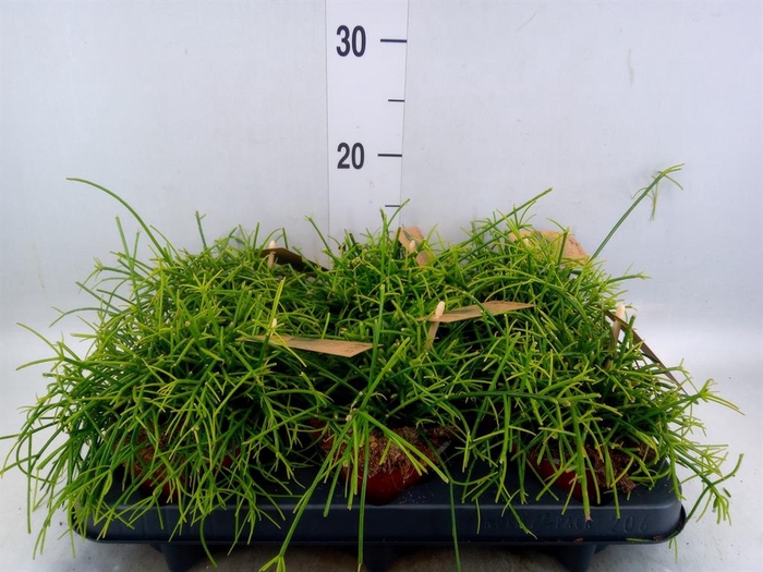 <h4>Rhipsalis baccifera 'Oasis'</h4>