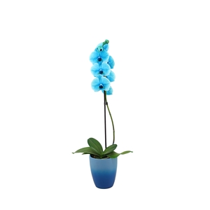 Change Blue Phal I Am Ocean Blue 1T9+