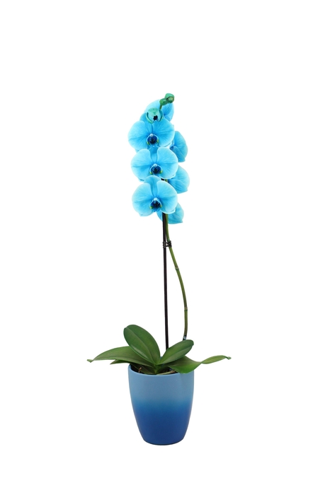 <h4>Change Blue Phal I Am Ocean Blue 1T9+</h4>
