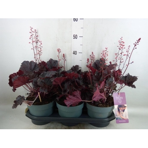 Heuchera   ...