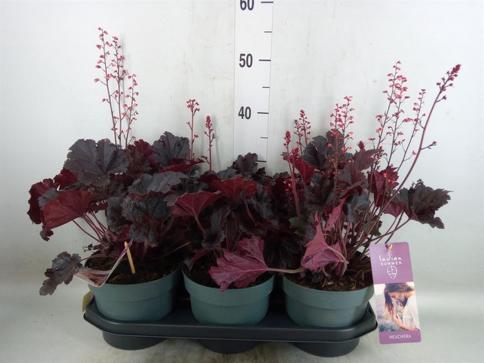 <h4>Heuchera   ...</h4>