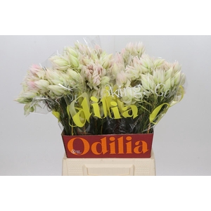 Blushing Bride 4/6 Flowers