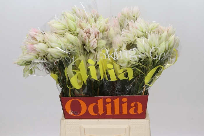 <h4>Blushing Bride 4/6 Flowers</h4>
