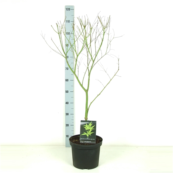 <h4>Acer palmatum 'Seiryu' P26</h4>