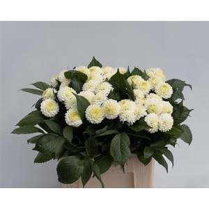 Dahlia Caro