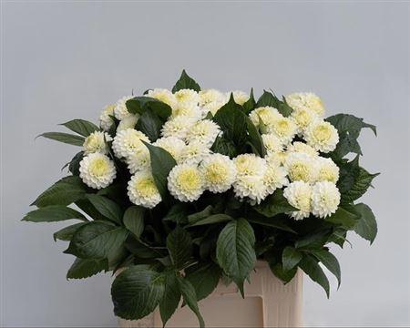 <h4>Dahlia Caro</h4>