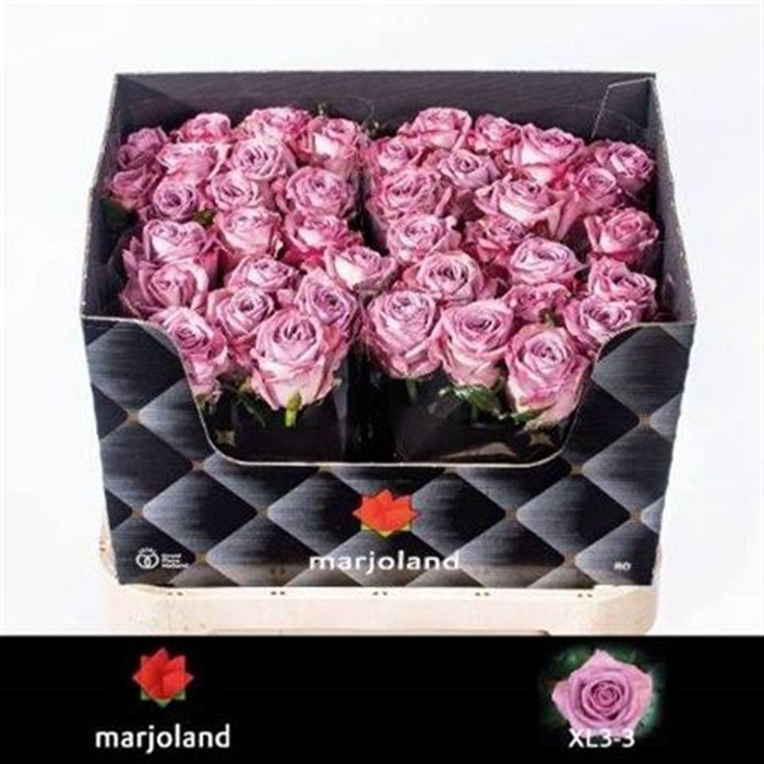 <h4>R Gr Nayeli!</h4>