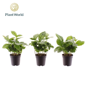 Coffea Arabica 7 cm