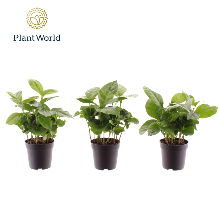<h4>Coffea Arabica 7 cm</h4>