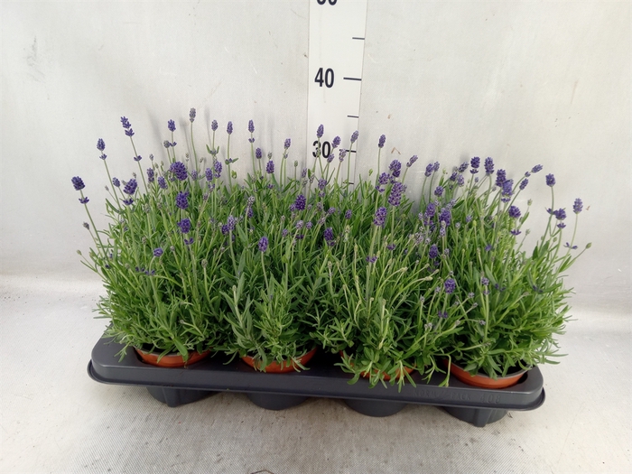 <h4>Lavandula angus. 'Cleo-Patio'</h4>