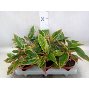 Aglaonema   ...