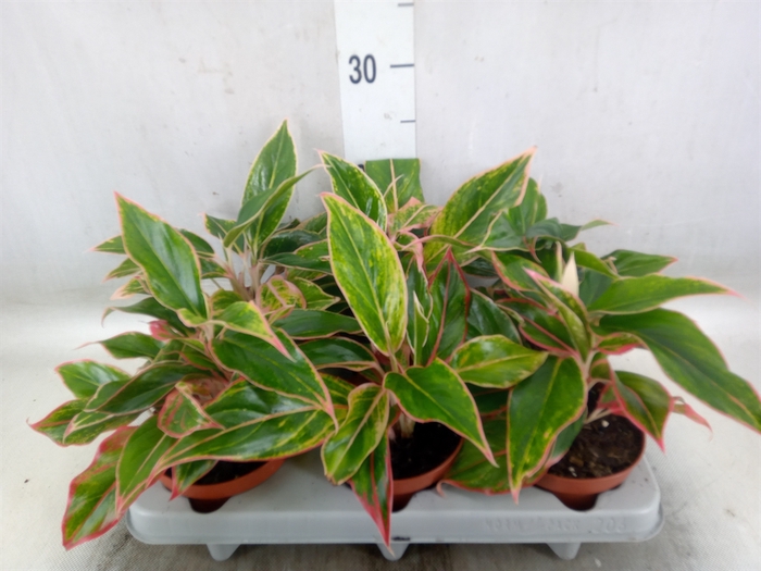 <h4>Aglaonema   ...</h4>