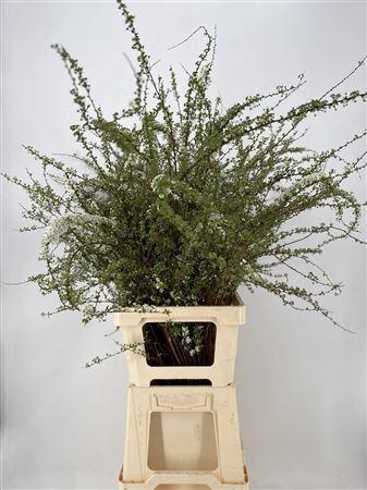 <h4>Spir C Grefsheim</h4>