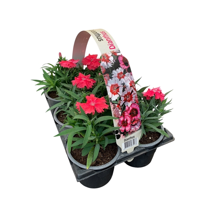 <h4>Dianthus Zalm 6p</h4>