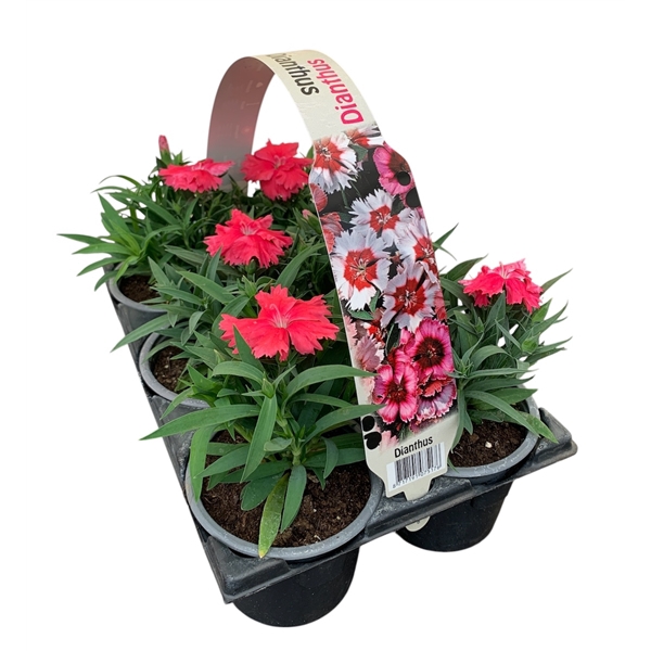 Dianthus Zalm 6p