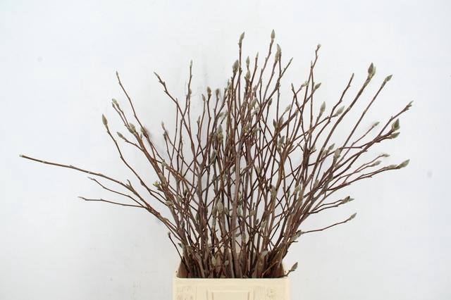 <h4>MAGNOLIA PER STEM 100CM</h4>