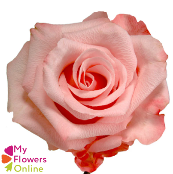 <h4>R Gr Be Sweet Light Pink 50cm EC</h4>