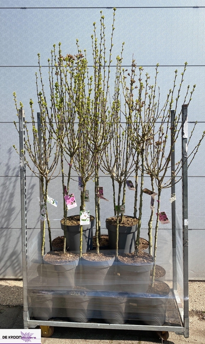 <h4>arr8 Hibis Syriacus Rose Lila + Wit Mixk</h4>