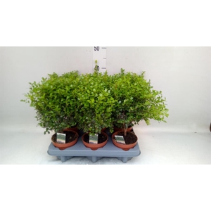 Myrsine africana