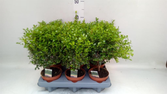<h4>Myrsine africana</h4>
